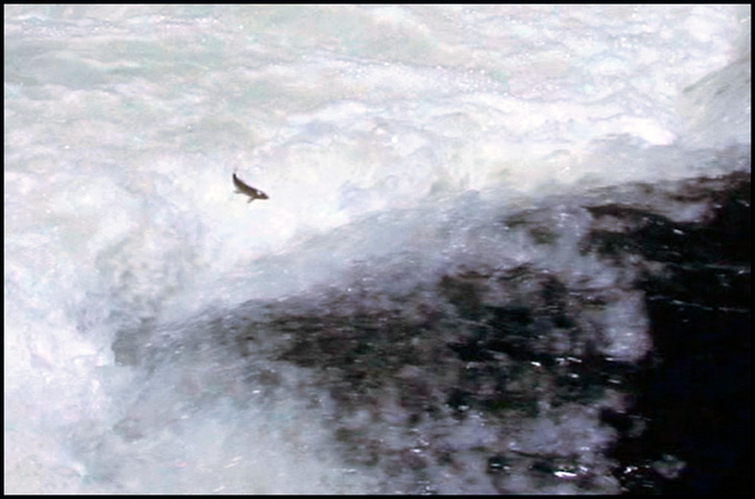 Truite sautant au barrage du Rio Irati